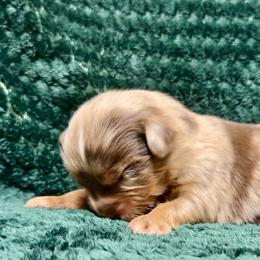 RMM3 - Red merle male Toy Australian Shepherd puppy in Pryor Creek, Oklahoma from DK’s Littles & Co