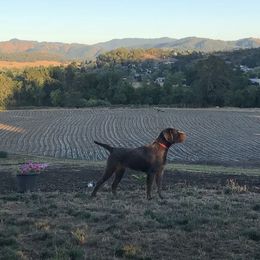 Pudelpointer All Grown Up from Happy Valley Gun Dogs