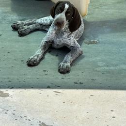 Girl 1 Staying at HK - German Shorthaired Pointer puppy in Dearborn, Missouri from Hardwood Kennels