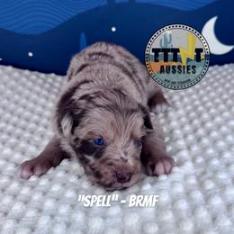 Spell - Red merle female Australian Shepherd puppy in Tucson, Arizona from TTTNT Aussies