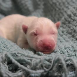 Ham - White male Siberian Husky puppy in Bly, Oregon from Hill Top Huskies