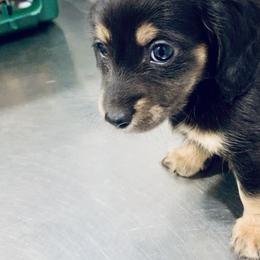 Dachshund Puppies from Meldox
