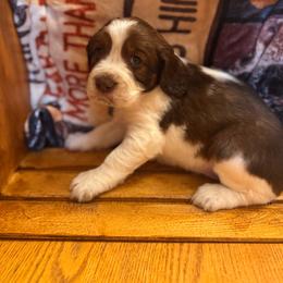 Mabel - Tri-Roan female English Springer Spaniel puppy in Braidwood, Illinois from A & R Springers
