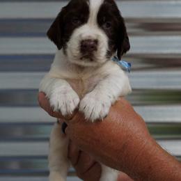 Light blue collar - Liver and white male English Springer Spaniel puppy in Loris, South Carolina from Palmetto Springer Spaniels