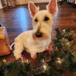 Wynonna - Scottish Terrier