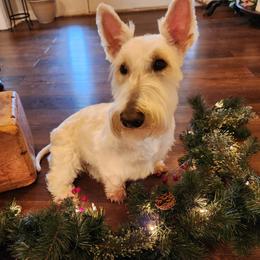 Wynonna - Scottish Terrier