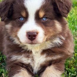 Nate - Red tri-color male Miniature American Shepherd puppy in Smithville, Arkansas from Cooper Creek Aussies