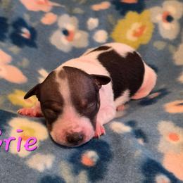 Brie - Black tan and white female American Hairless Terrier puppy in Hicksville, Ohio from Mapleleaf MAS & AHT