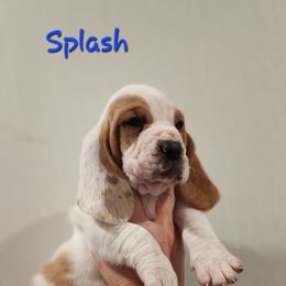 Basset Hound Puppies from Twin Creek Acres