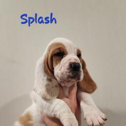 Basset Hound Puppies from Twin Creek Acres