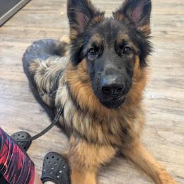 Stella - Sable female German Shepherd puppy in Stuarts Draft, Virginia from Shengulli Shepherds