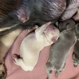 French Bulldog Puppies from Eminent Frenchies