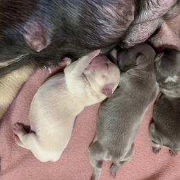 French Bulldog Puppies from Eminent Frenchies