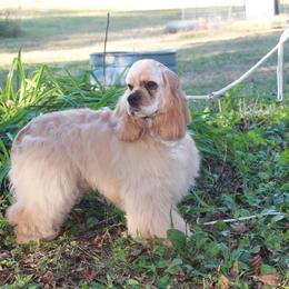 Smudge - Buff male Cocker Spaniel puppy in Charleston, Tennessee from Nefer's Kennel