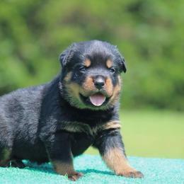 Veno - Black and mahogany male Rottweiler puppy in Uniontown, Alabama from CedarBluff Rottweilers