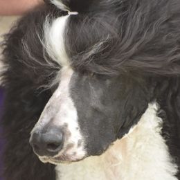MATI - Poodle