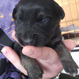 Margarita - Black tri female Miniature American Shepherd puppy in New Providence, Pennsylvania from Tons of Kisses