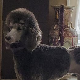 Vicky - Poodle