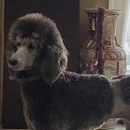 Vicky - Poodle