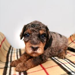 Prairie - Merle female Bernedoodle puppy in Bowling Green, Ohio from Windy Creek Doodles
