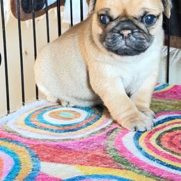 Apricot boy - Fawn male Pug puppy in Capac, Michigan from Puddles Palace Puppies