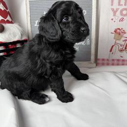 Purple collar - Black and white female Aussiedoodle puppy in Mount Ulla, North Carolina from Girls of anarchy farm