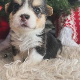 Pembroke Welsh Corgi Puppies from Trotter Hill Farms
