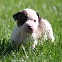 Male 1-Bastian - White and brindle male American Bulldog puppy in Xenia, Ohio from Bingham's Bulldogs LLC