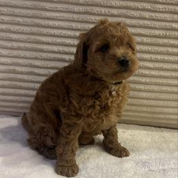 Palm - Apricot female Cavapoo puppy in Payson, Utah from Country Sky Doodles