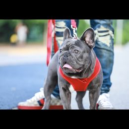 Nipsey Bleu - French Bulldog