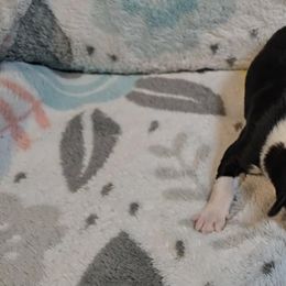 Australian Shepherd Puppies from Nicole Brinton