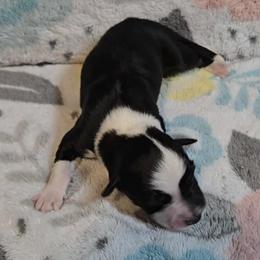 Australian Shepherd Puppies from Nicole Brinton