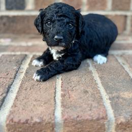 Bud - Black male Goldendoodle puppy in Gastonia, North Carolina from Crowders Creek Doodles