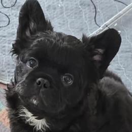 French Bulldogs from Hallowells red barn french bulldog's