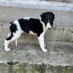 Emma - Black female Borzoi puppy in Clinton, Tennessee from Ivanhoe Borzoi