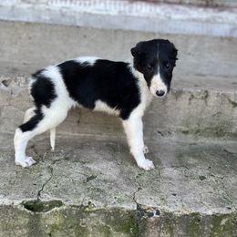 Emma - Black female Borzoi puppy in Clinton, Tennessee from Ivanhoe Borzoi