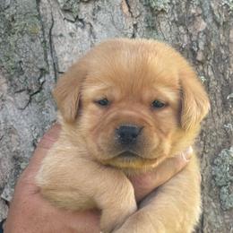 Blume - Yellow female Labrador Retriever puppy in Clinton, New York from Skyline Hill Labradors