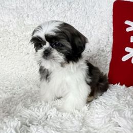 AKC Hope - Tricolor female Shih Tzu puppy in Greenville, South Carolina from Babyface Shih Tzu