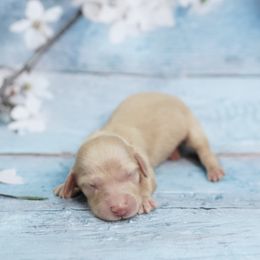 LARK - Reserved - Cream male Dachshund puppy in Graceville, Florida from Misty's 101 Doxies