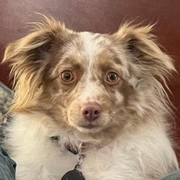 Kit - Miniature Australian Shepherd