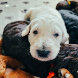 Goldendoodle Puppies from Lucky's Doodlez