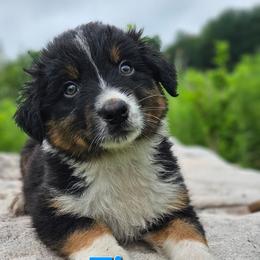 Timon - Black tri-color male Australian Shepherd puppy in Trout Run, Pennsylvania from Rose Valley Aussies
