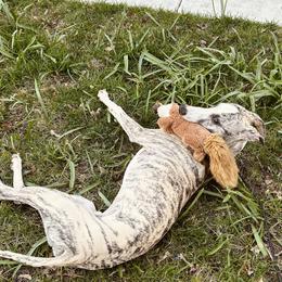 Whippet Puppies from Smithfield Park
