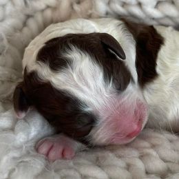 Goldendoodles from Cali Doodles Gone South