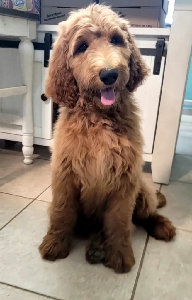 Patsy - Red Labradoodle puppy in Mckenzie, Tennessee from Small Town Doodles & Poodles
