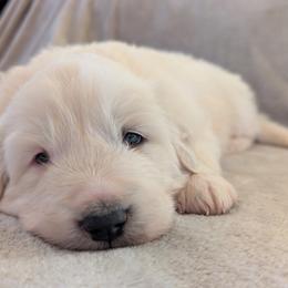 Justice - White female Great Pyrenees puppy in Tombstone, Arizona from WeVolution Off-Grid