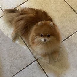 Pomeranian All Grown Up from ShowPomeranians