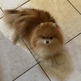 Pomeranian All Grown Up from ShowPomeranians