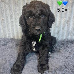 Green collar - Black male Goldendoodle puppy in Clarksville, Iowa from Iowa Heartland Doodles
