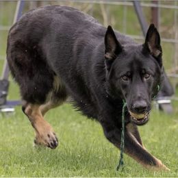 German Shepherds from Zwinger aus dem Kreuzfeuer